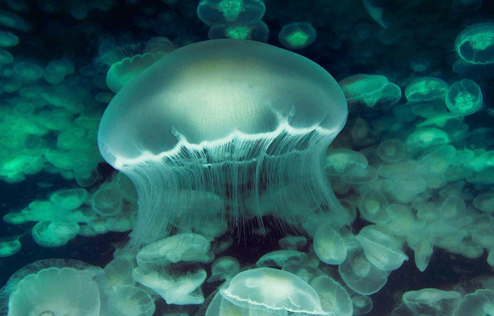 Медузы под водой