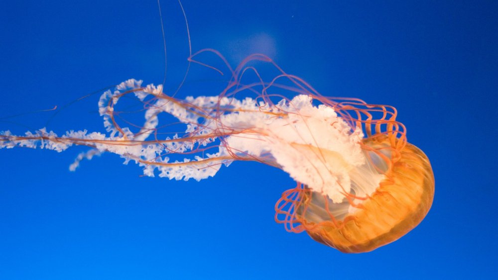 Морские обитатели медуза