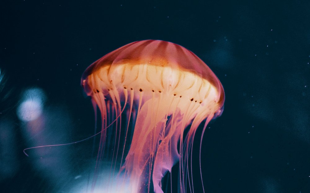 Медуза (биология)