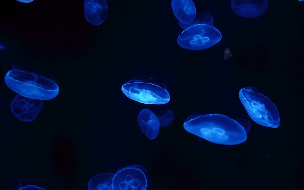 Детеныш медузы