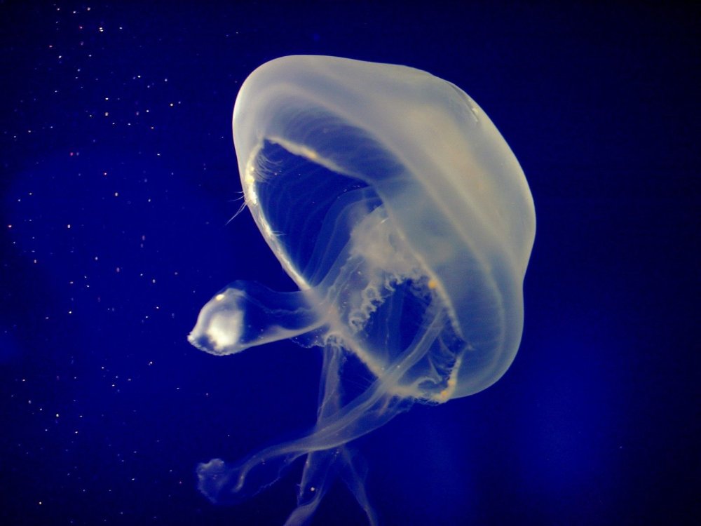 Медуза крестовичок
