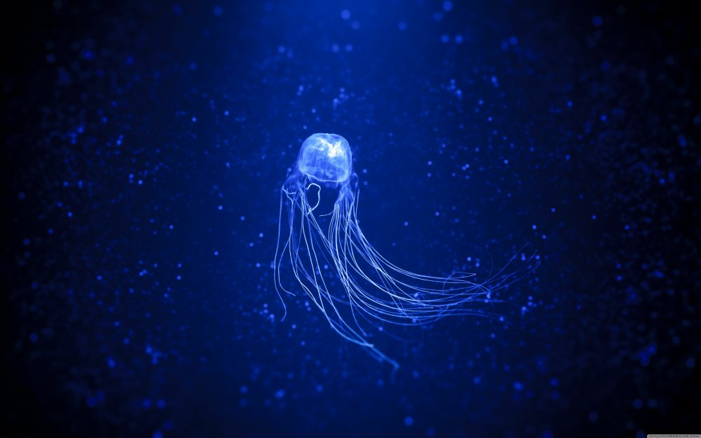 Turritopsis dohrnii бессмертные медузы