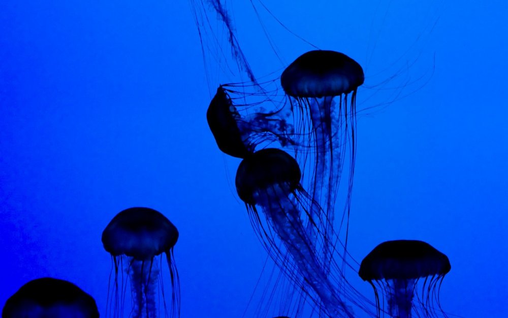 Жало медузы