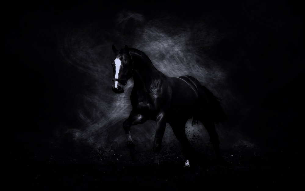 Лошадь на черном фоне