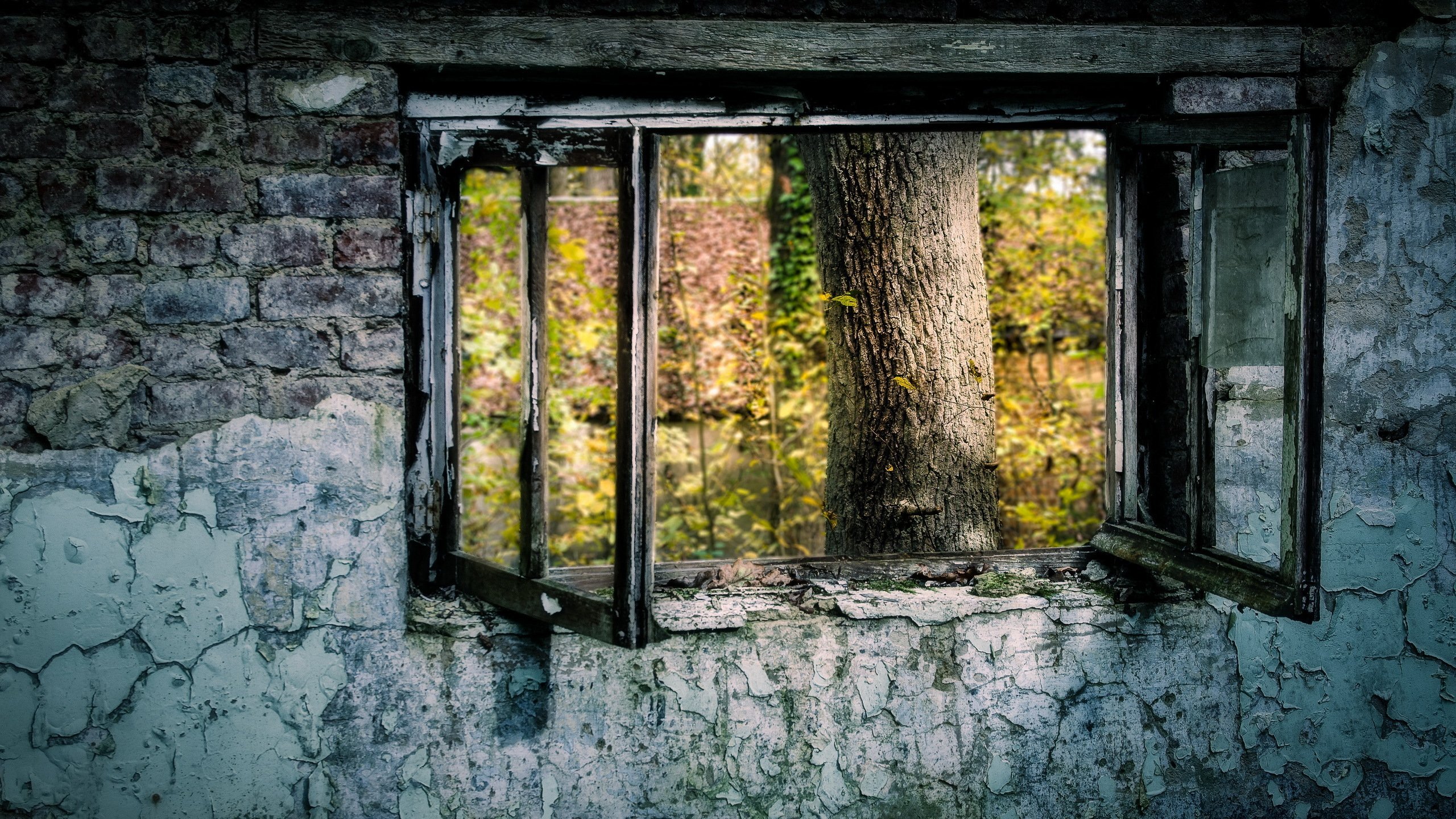 Снится окно на улицу. Старинные окна. Текстура старого окна. У окна. Окно изнутри.