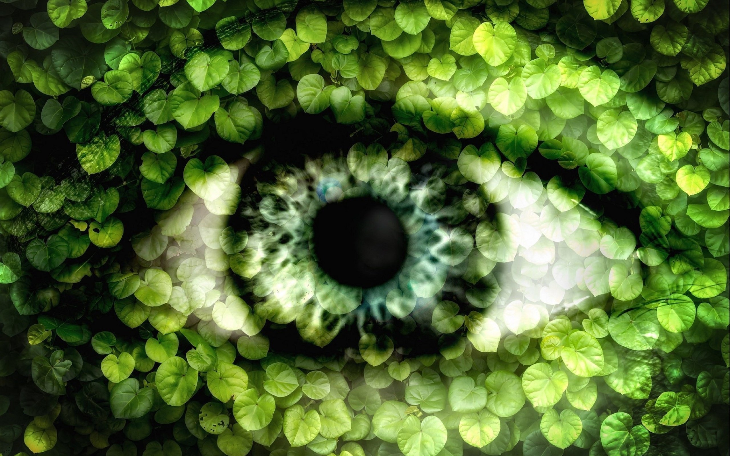 Расслабленное зрение. Глаза природы. Зелёные глаза. Обои для успокоения глаз. Фон для расслабления глаз.