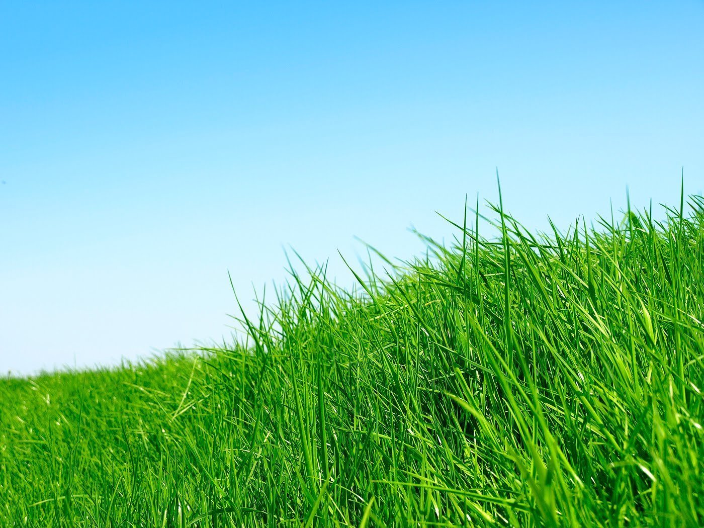 Картинка травы. Трава Грасс. Трава фон. Зеленая трава фон. Зелень газон.