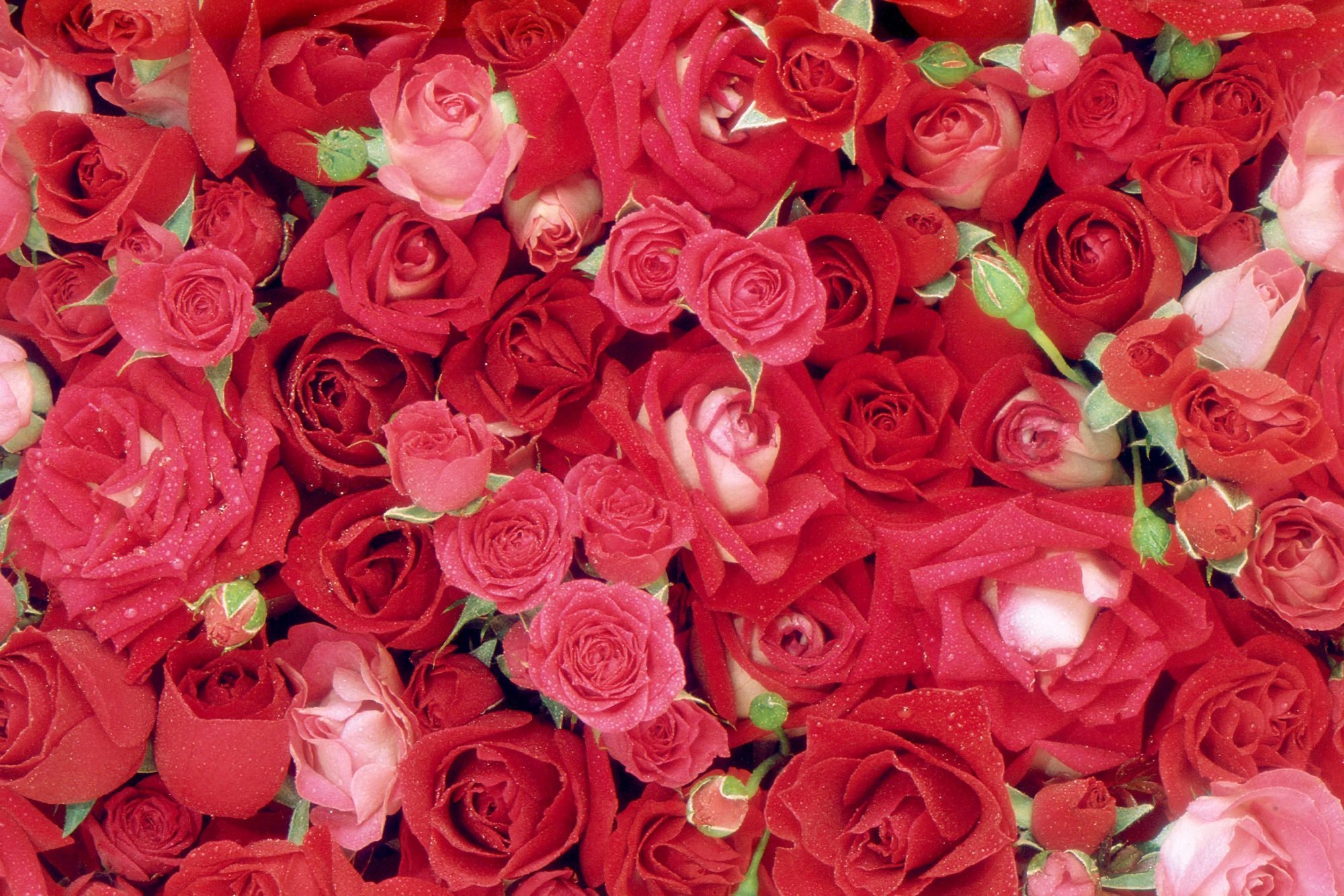 Фон розочки. Цветочный фон. Розы фон. Ярко красные розы. Открытки с розами.