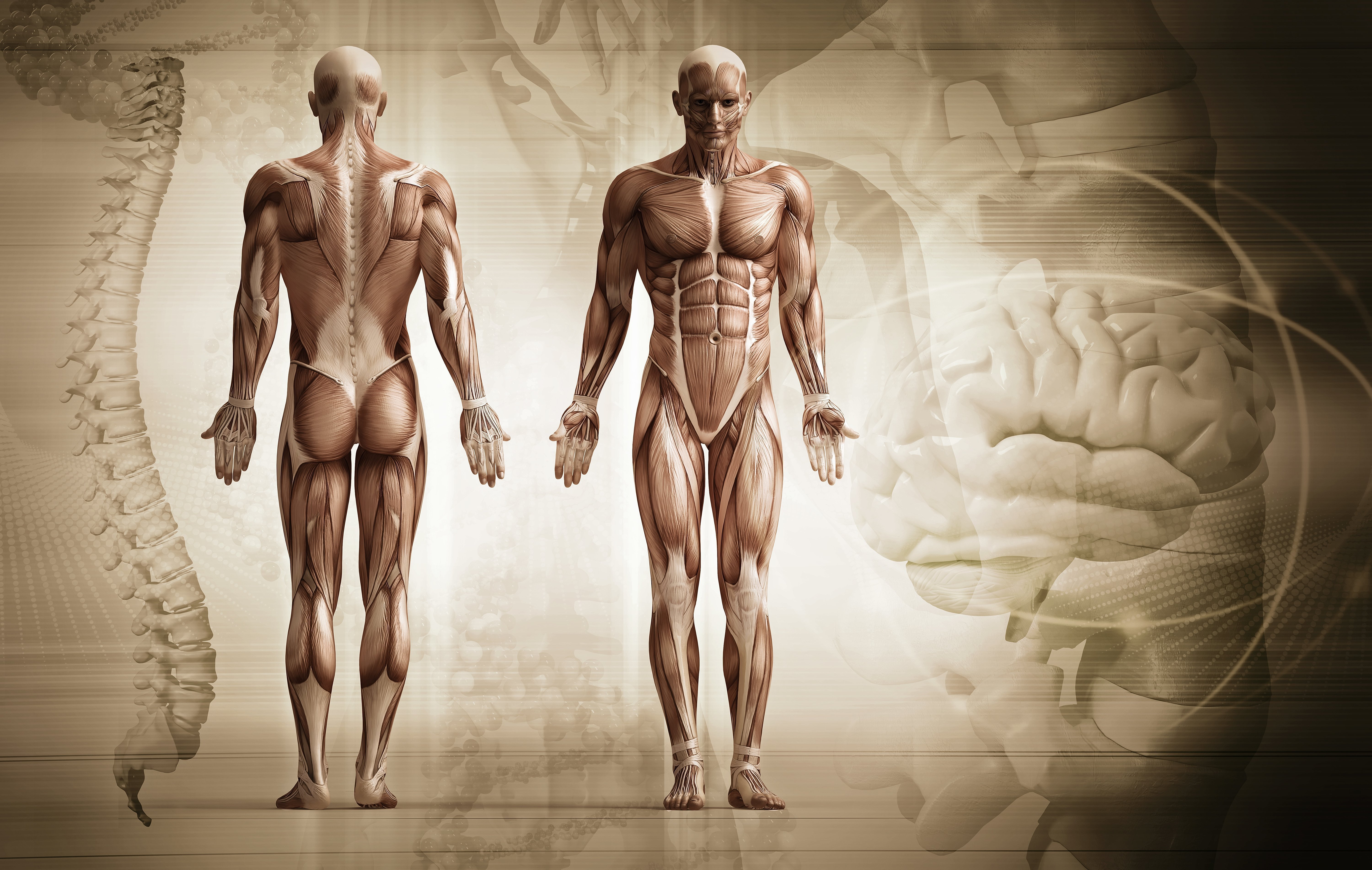 Туловище человека. Мышцы туловища и конечностей человека. Мышцы тела человека анатомия. Мышечное строение человека. Мышечный скелет человека.