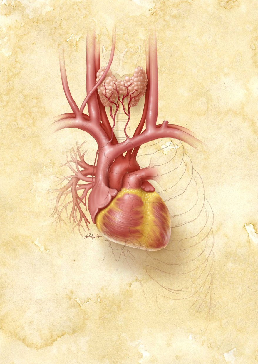 Анатомическое сердце фон