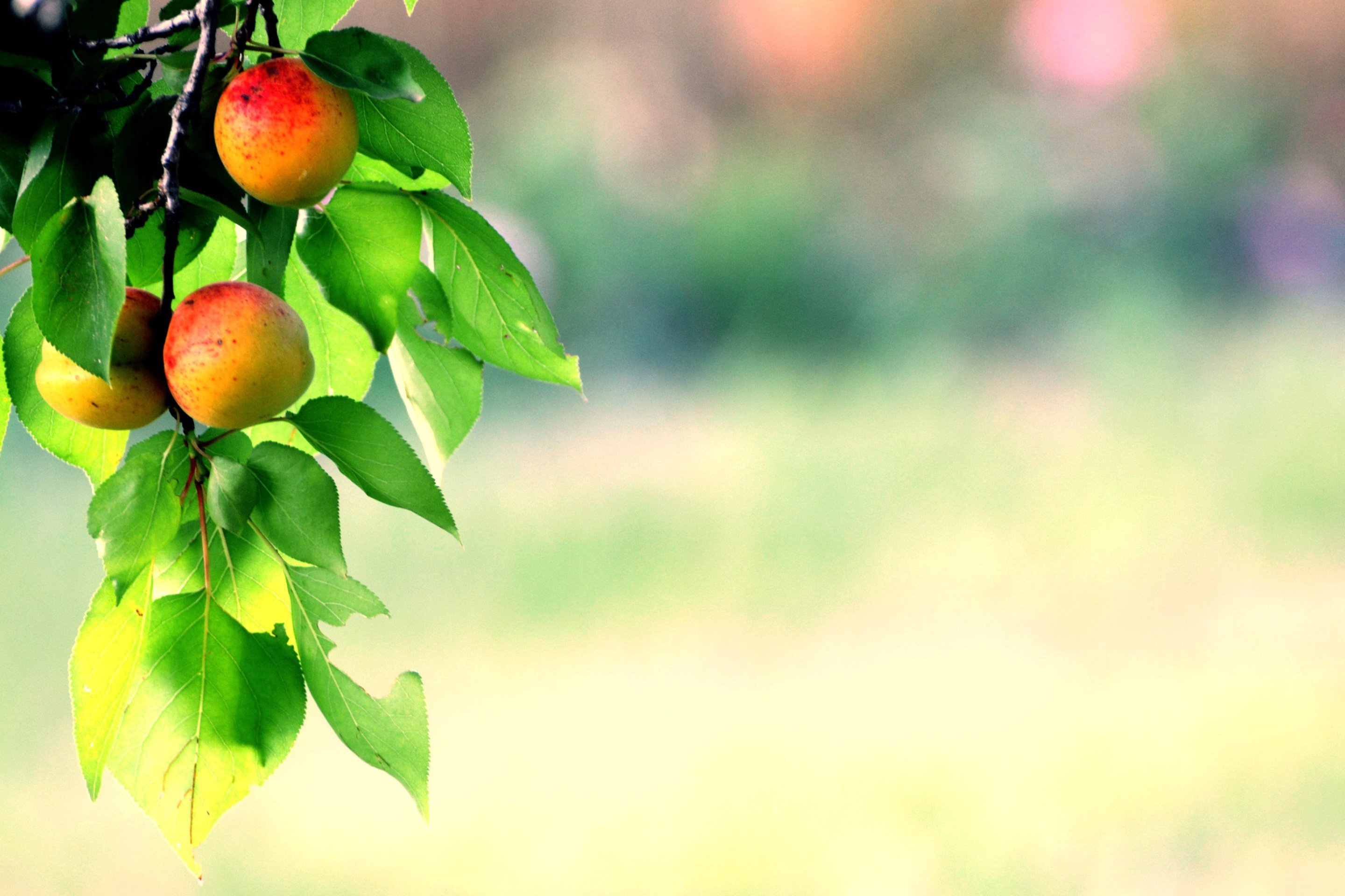 Яблоня телефоны. Яблоня абрикосовое. Фруктовые деревья (яблоня, груша, абрикос, мандарин).. Персиковое дерево. Деревья и плоды.
