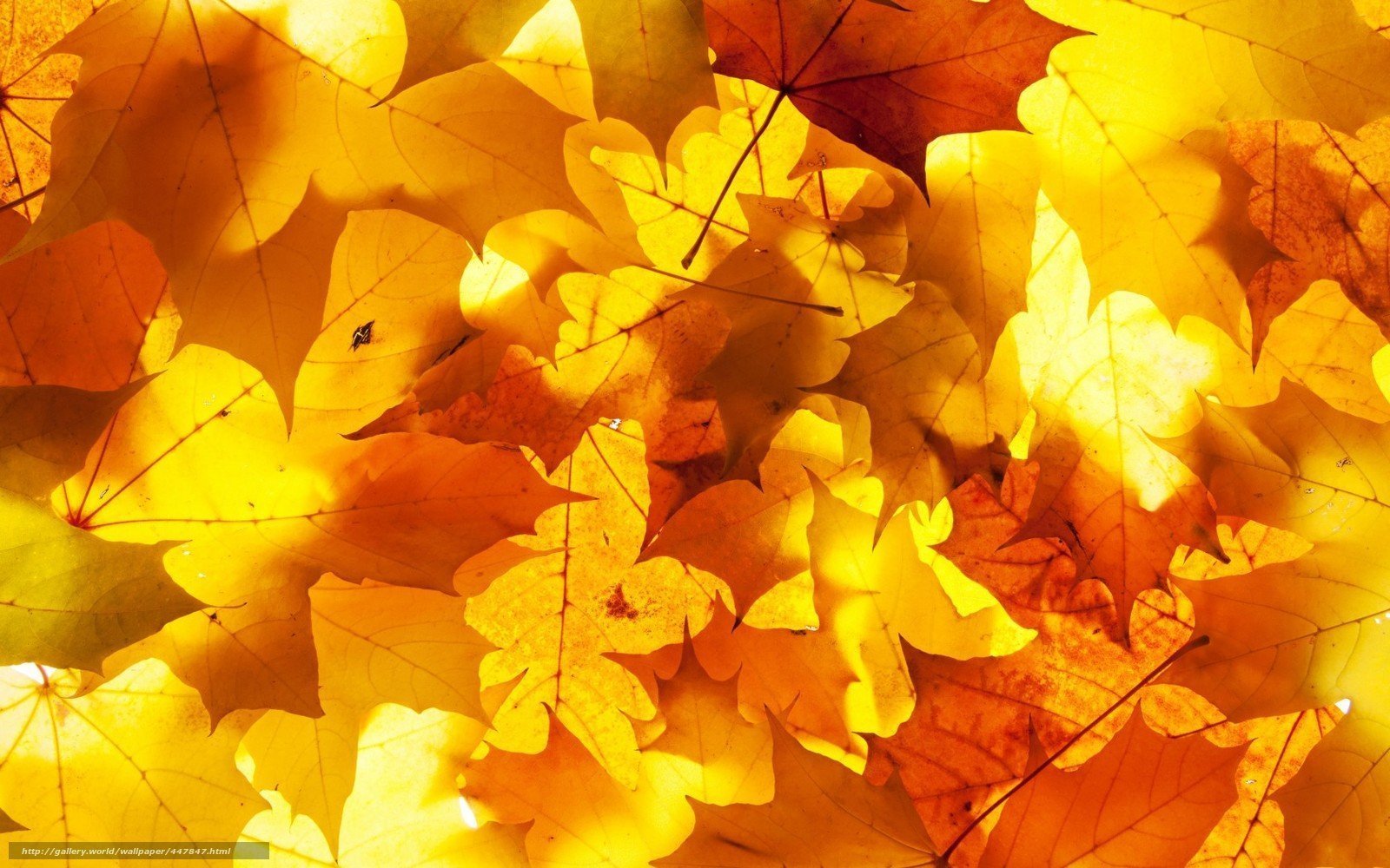 Лист осенний золотист. Желтый лист. Осень листья. Осень желтые листья. Желтая листва.