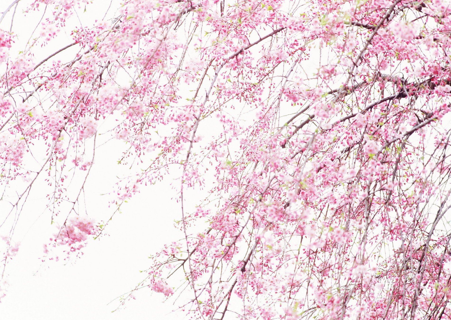Cherry blossom купить. Сакура с1221м. Фотофон Сакура. Япония фон. Цветущее дерево.