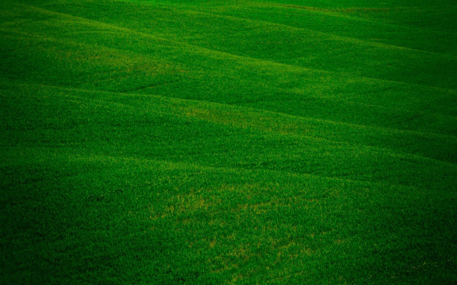 Зел. Зеленое поле. Поле с зеленой травой. Цвет зеленой травы. Успакавающий зелёный цвет.