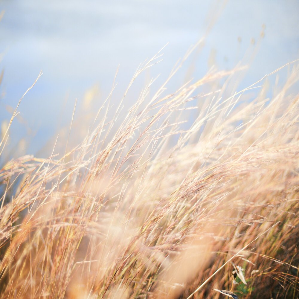 Пшеничное поле ветер