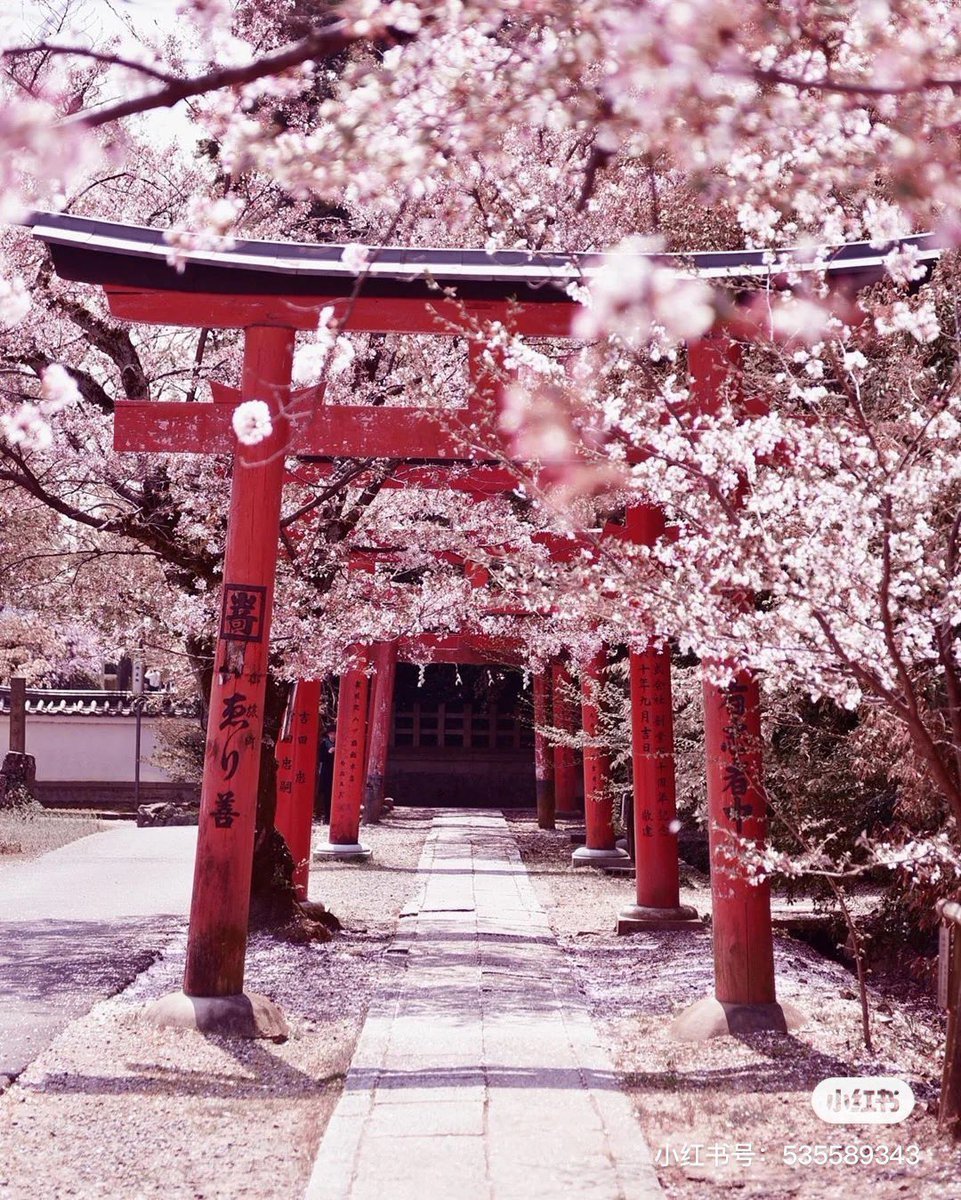 Киото цветение Сакуры