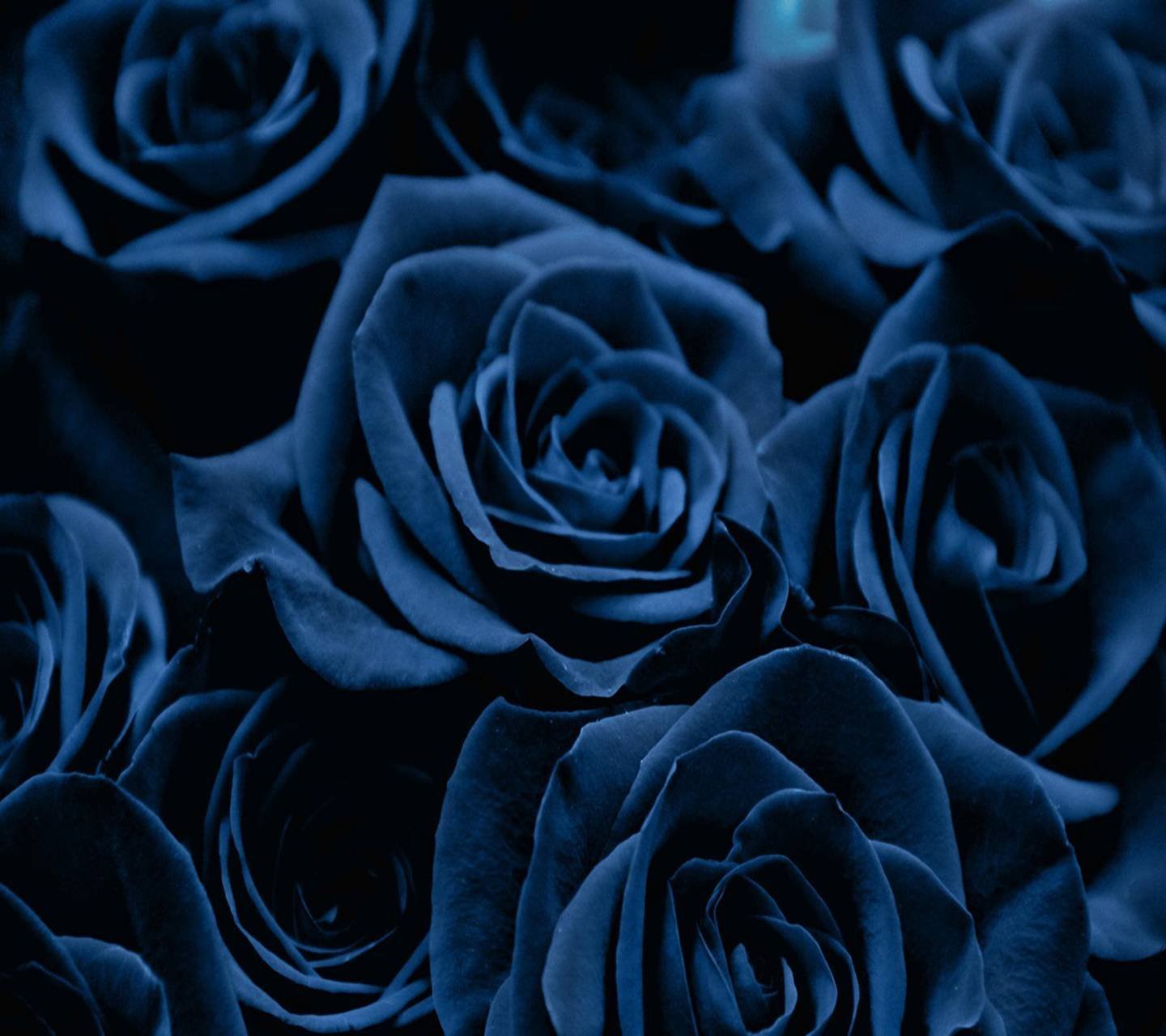 Фон на телефон темные цветы. Черно синие розы. Темно синие цветы. Темно синие розы.