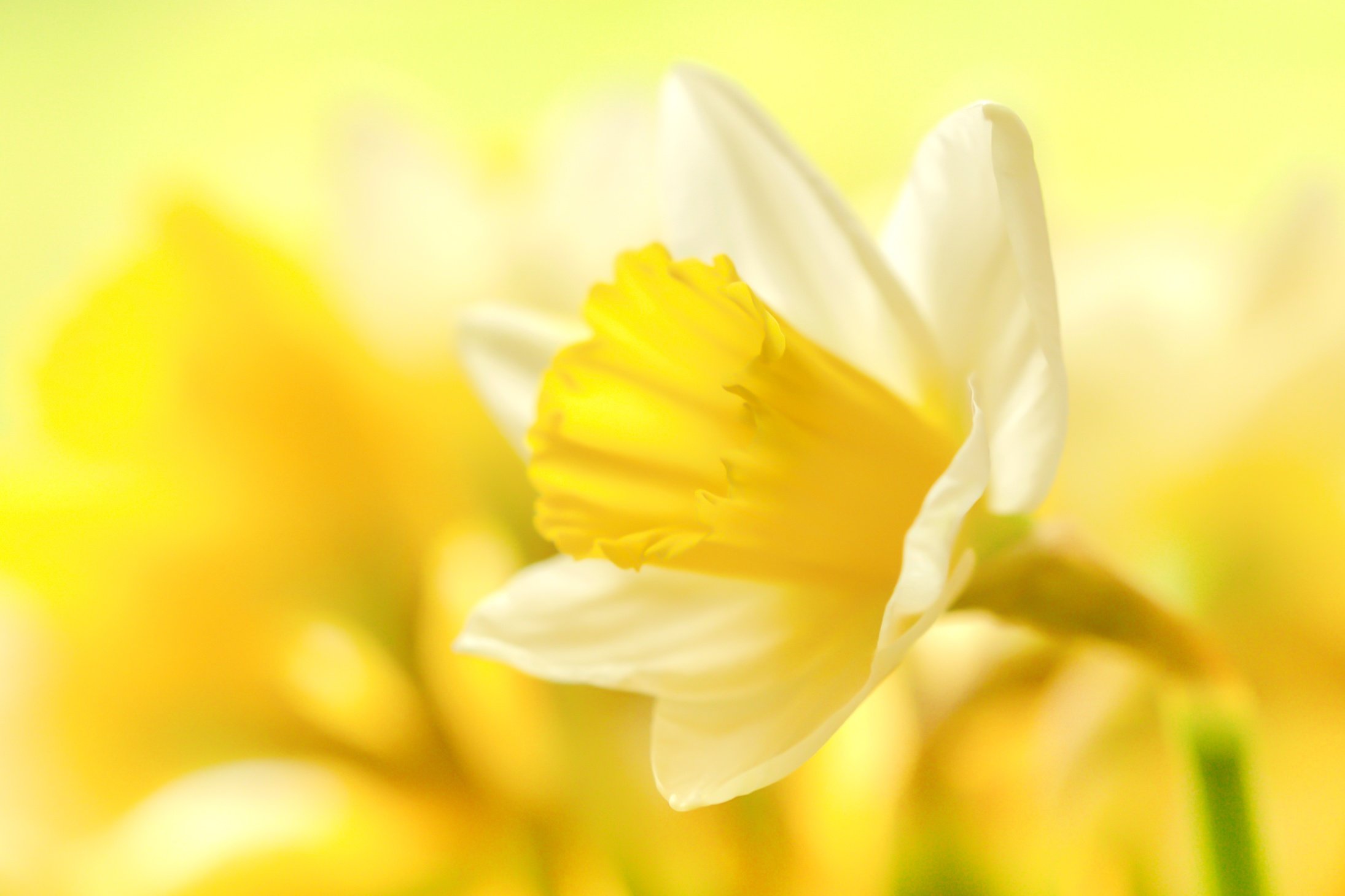 Открытки с нарциссами. Желтые весенние цветы. Нарциссы фон. Бледно желтые цветы.