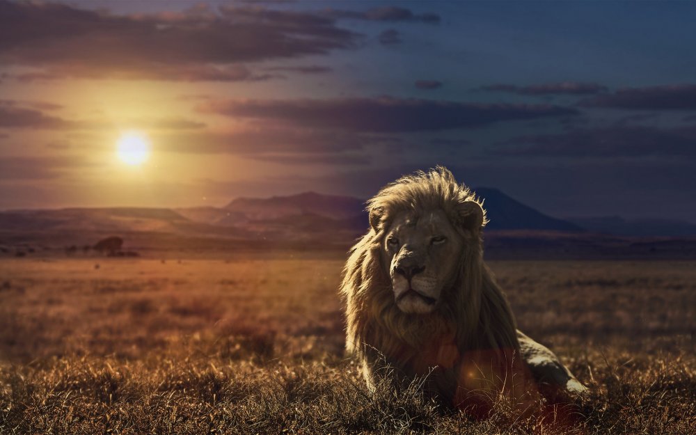 Лев на фоне природы