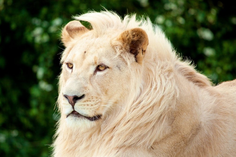 Красивый белый Лев