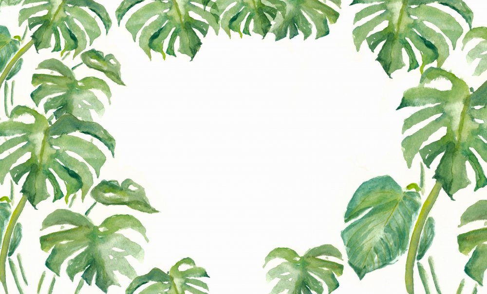Тропические растения на белом фоне