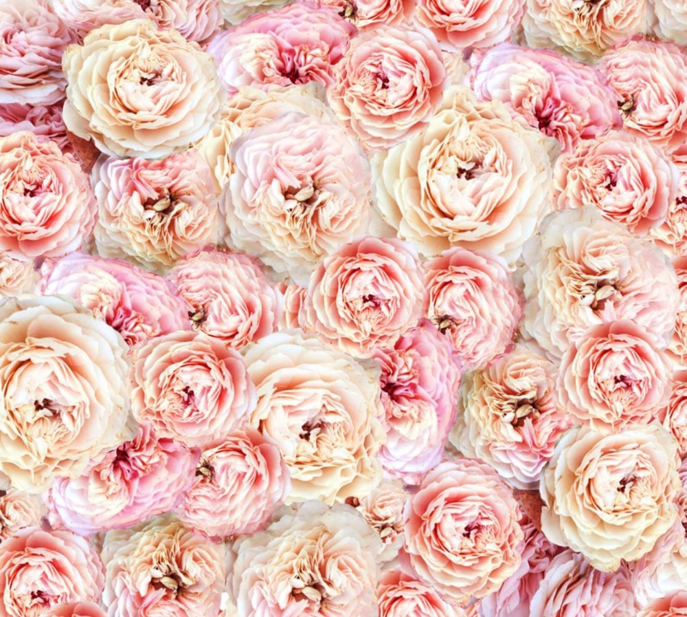 Стена из роз