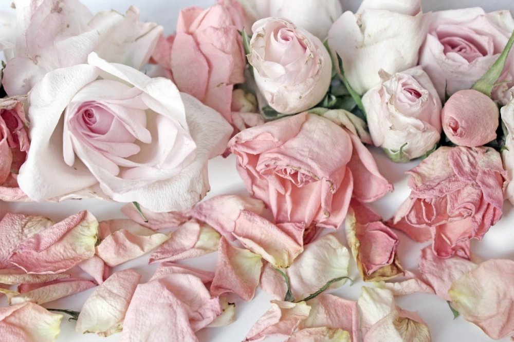 Фон розовые розы нежный