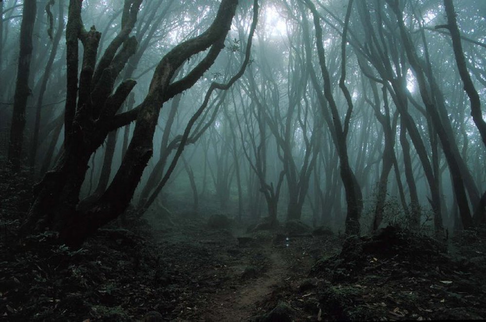 Румыния Трансильвания мистический лес