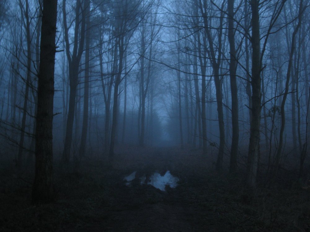 Страшный лес в тумане