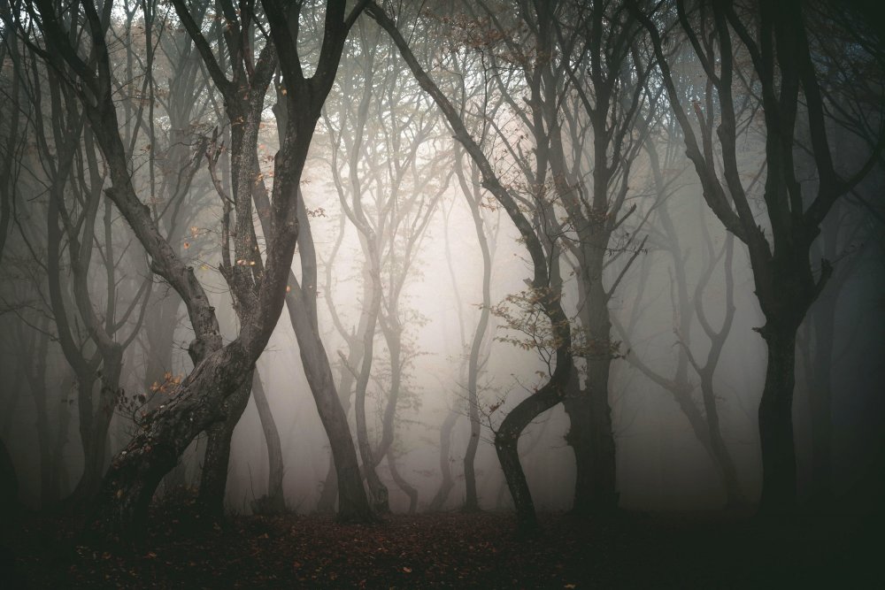 Мистический лес Хоя-бачу, Румыния.