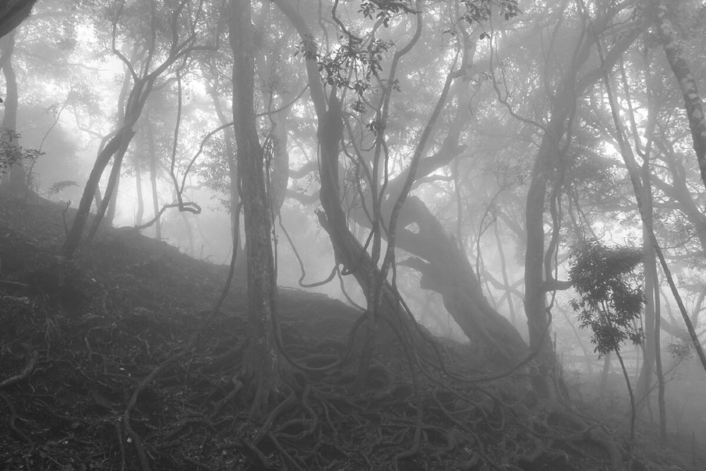 Мрачный лес в тумане