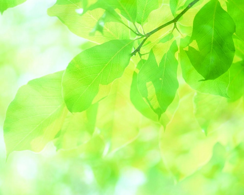 Светло зеленые листья