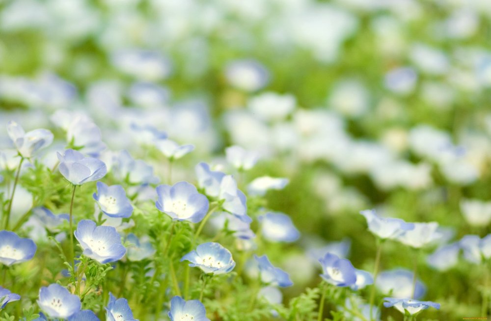Поляна голубые цветы