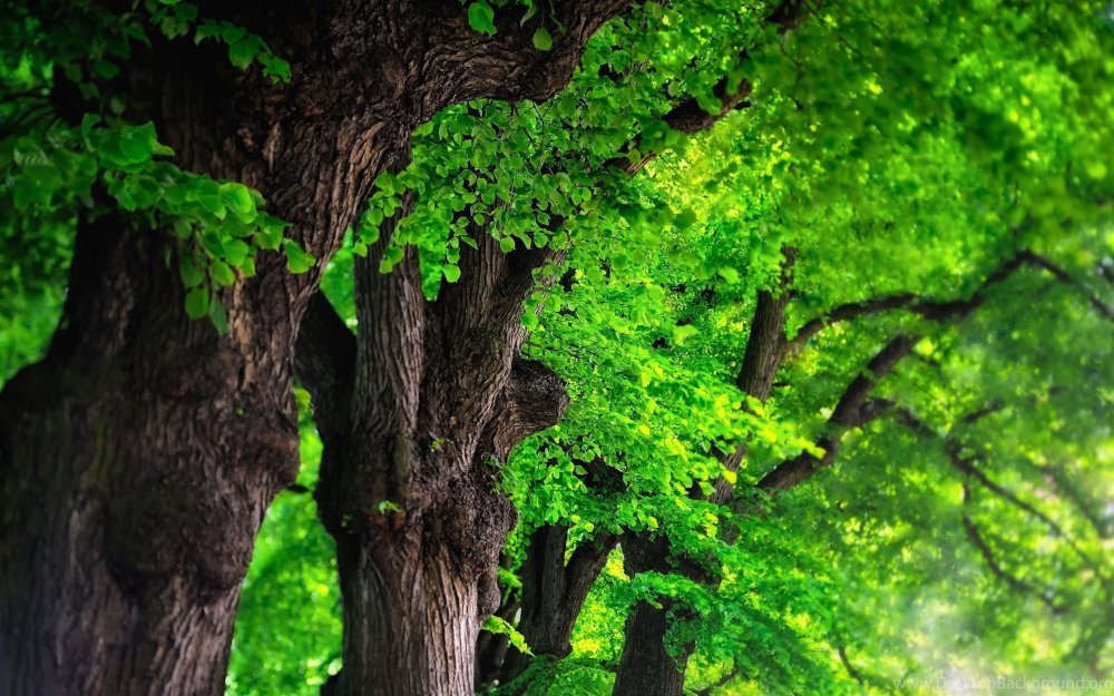 Красивое зеленое дерево