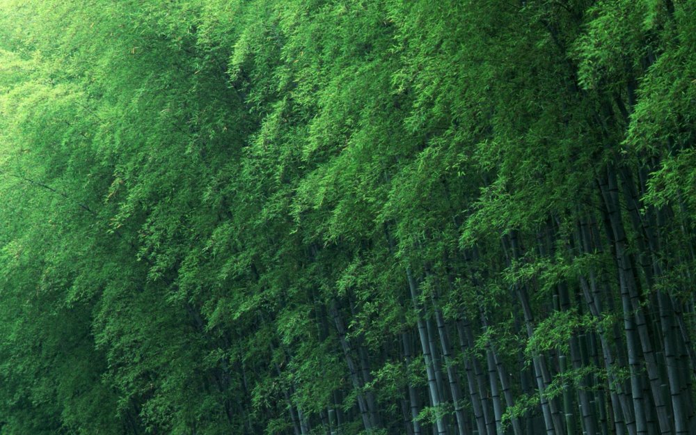 Green Hill бамбуковое дерево