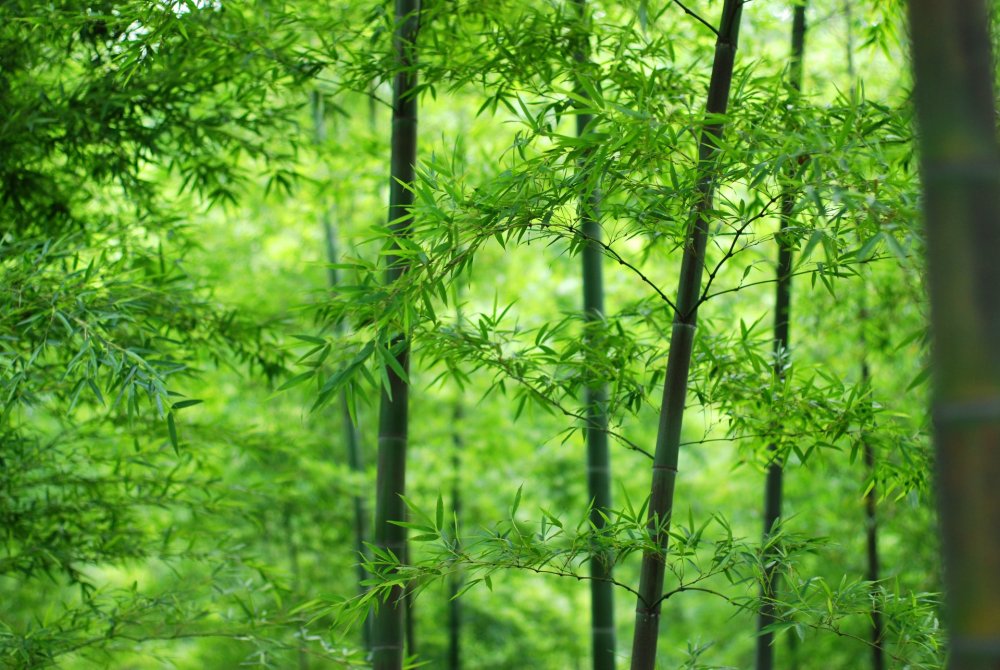 Сочная зелень деревья