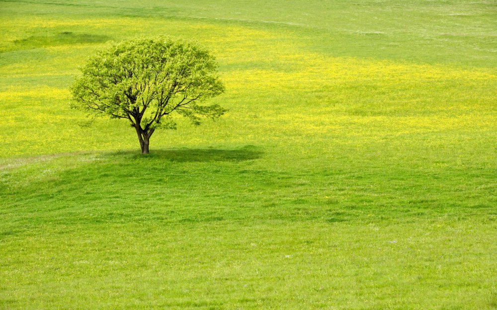 Зеленый луг и дерево