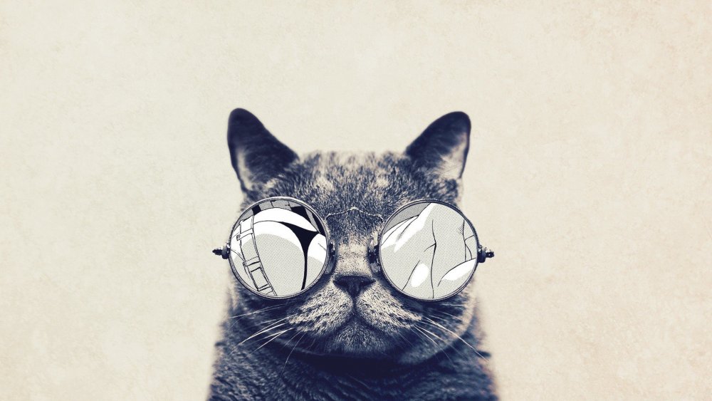Картина кот в очках