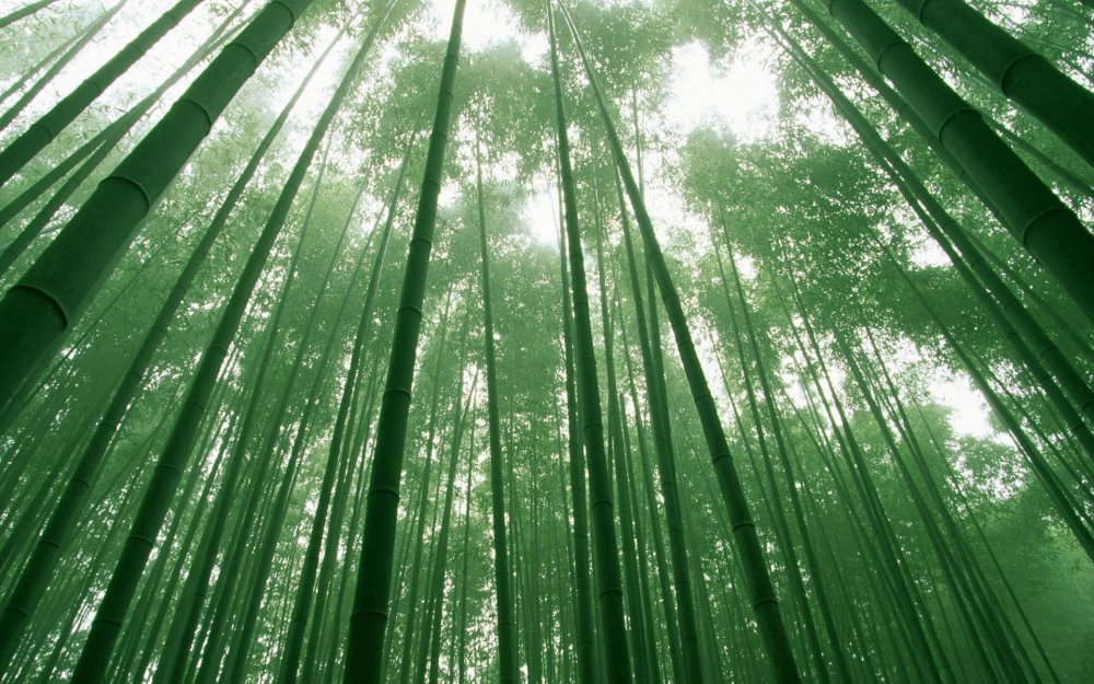 Дом летающих кинжалов бамбуковый лес