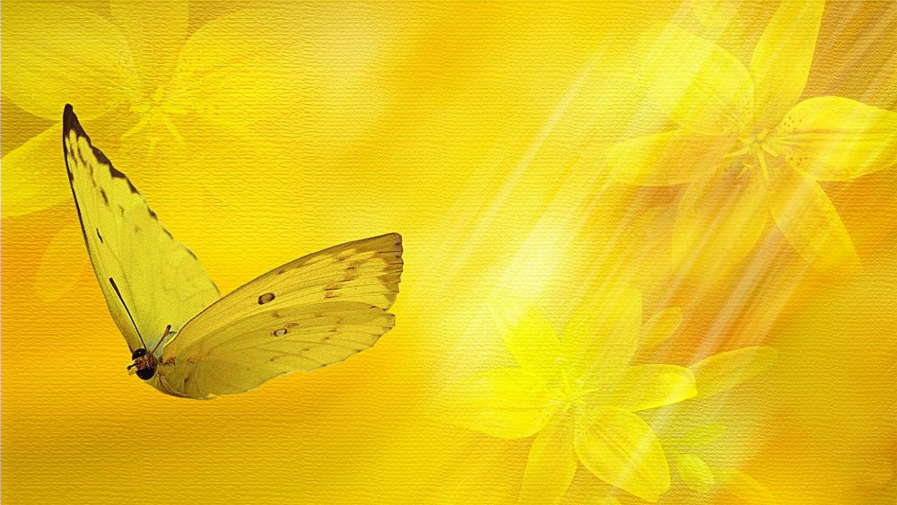 Жёлтая бабочка
