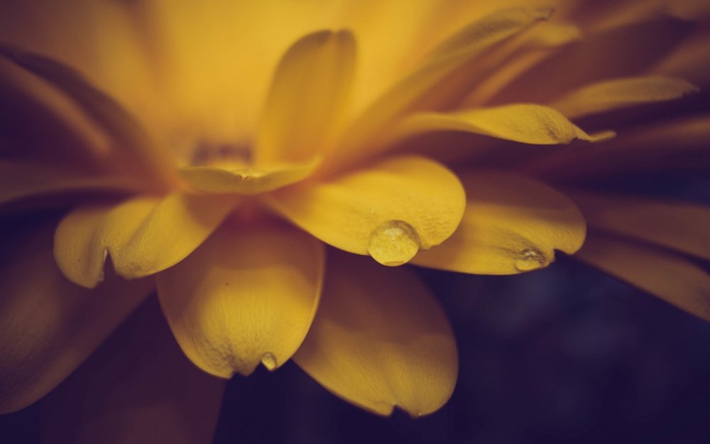 Нежные желтые цветы
