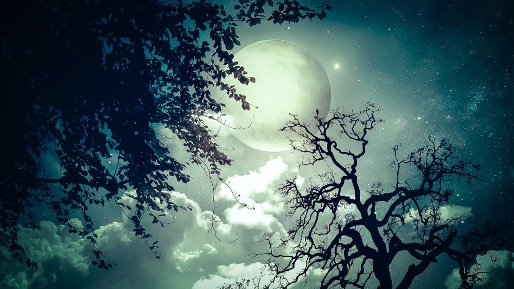 Дерево на фоне Луны