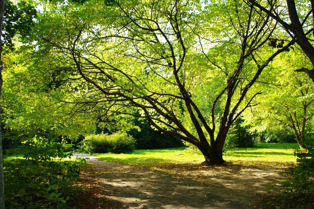 Природа деревья