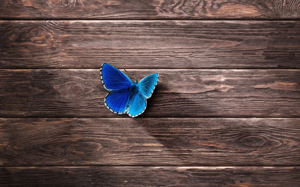 Бабочка на синем фоне