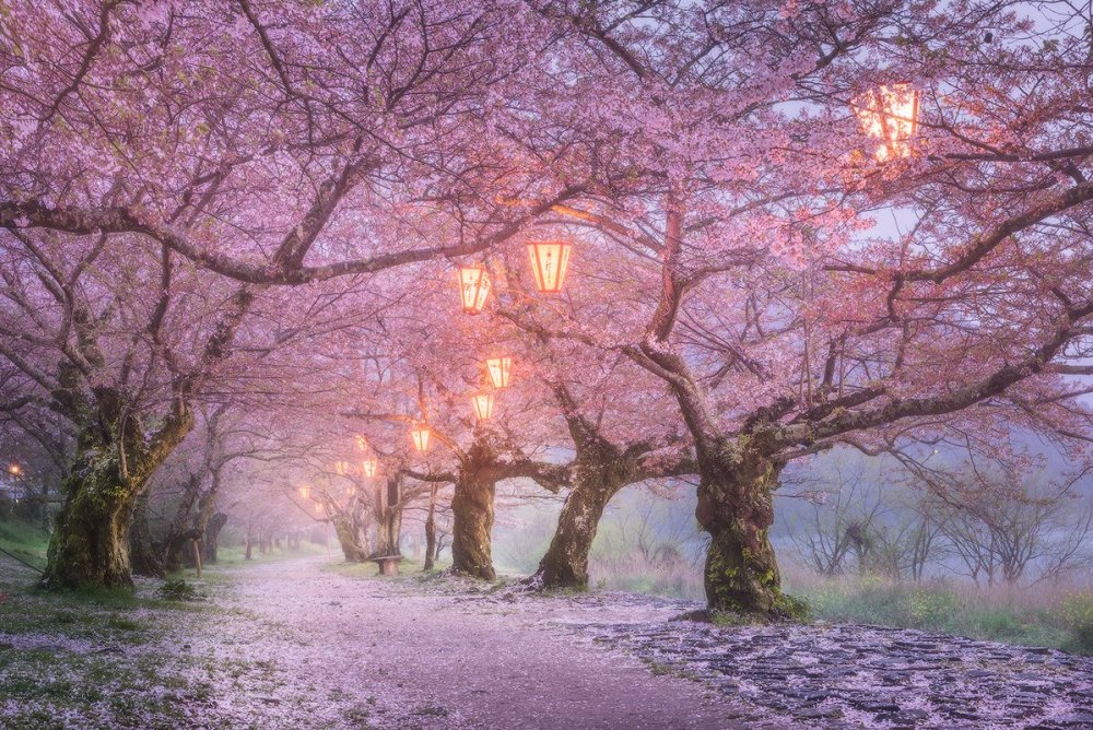 Япония дерево Сакура