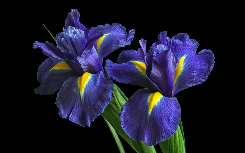 Синие ирисы цветы
