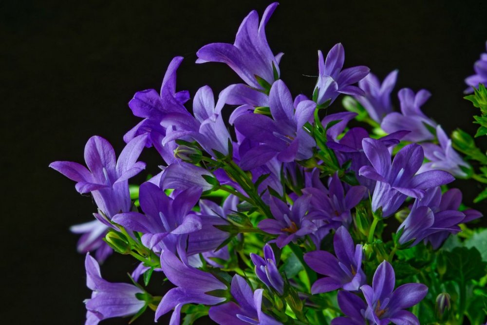 Колокольчик Кампана Lilac
