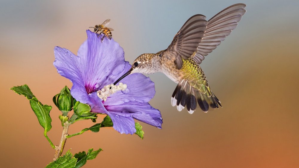 Колибри опыление цветков