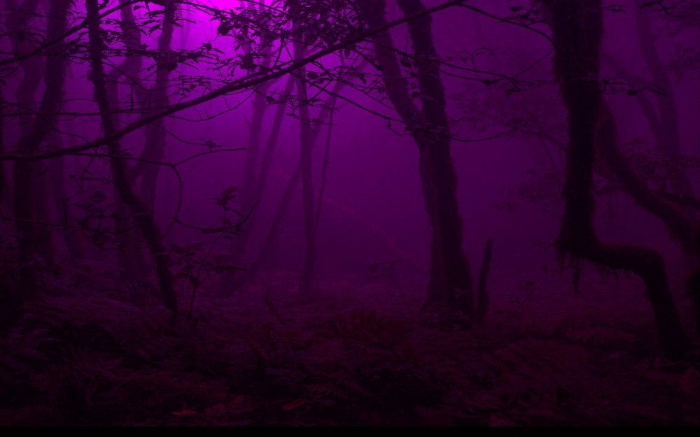 Темный фиолетовый лес