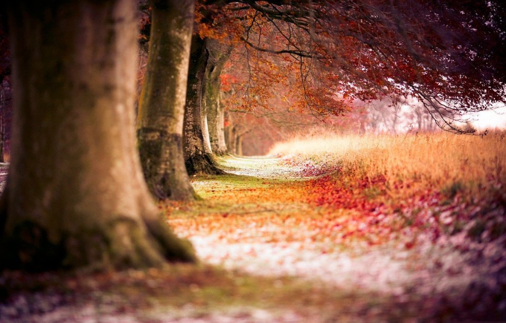 Осенний пейзаж размытый
